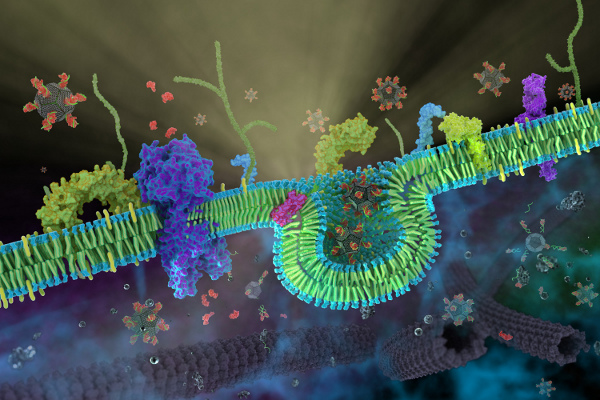 Drug-delivery of doxorubicine using nanodiamonds