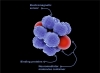 Artificial neurotransmitter capsula