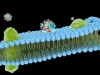 Drug delivery